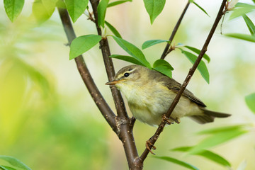 European songbird Willow warbler, Phylloscopus trochilus perched on a Bird cherry tree branch in Estonia, Northern Europe. 