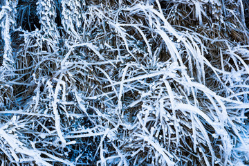 frozen of grass as a background