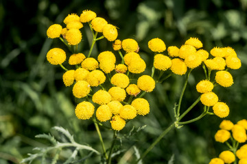 Common Tansy (Tanacetum vulgare) in meadow, Central Russia