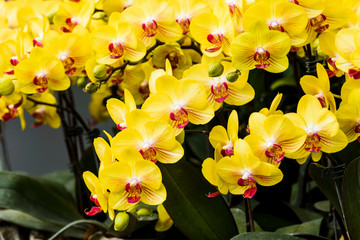 Fototapeta premium Close-up of moth orchid flowers with blurred background
