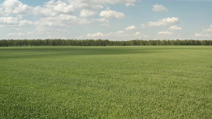 Field of wheat. Green wheat grows in the field.