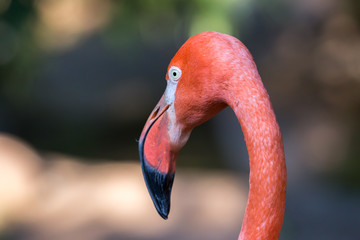 American Flamingo Phoenicopterus Ruber head close side view portrait