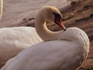 Łabędzie nad rzeką © Adam