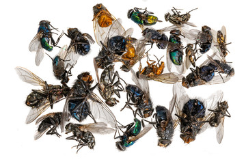 Many different colorful dead insects are in one pile.