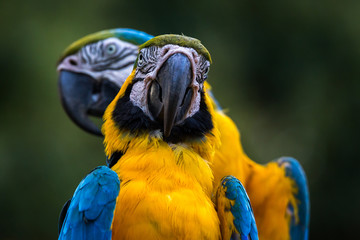 Pair of Blue and yellow Macaws Ara Ararauna perched on tree branches face close up portrait