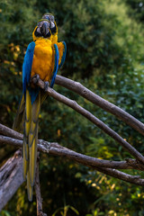 Pair of Blue and yellow Macaws Ara Ararauna perched on tree branches next to each other