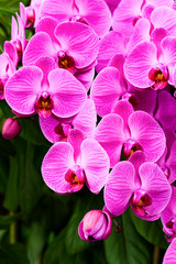 Close-up of moth orchid flowers with black background