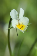 Fototapeta na wymiar Beautiful white-yellow pansies flower in spring garden
