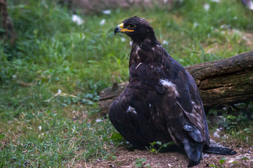 Tawny Eagle Aquila Rapax sitting with wings half open near a wooden trunk