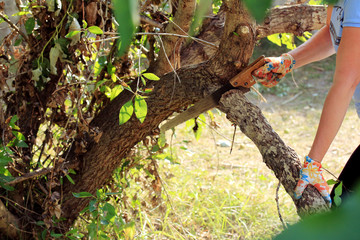 The gardener pruning the dead tree branches