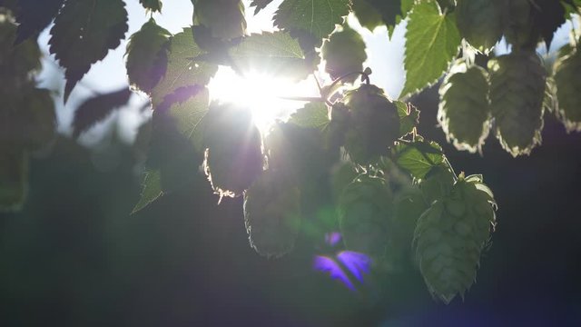 hop plant with detail of umbel at sunrise with nice backlit and bokeh