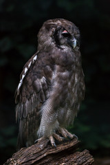 Verreauxs known as Milky Eagle Owl Bubo Lacteus perched on a a wooden pole side view portrait