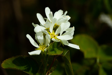 A blooming shadberry white flowers in home garden