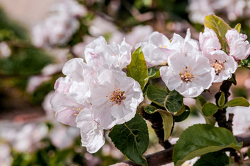 Fototapeta premium Apple Tree (Malus domestica) in orchard