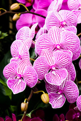 Close-up of moth orchid flowers with blurred background