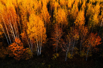 Aerial of vibrant boreal forest during autumn foliage sunset in Estonian nature. 