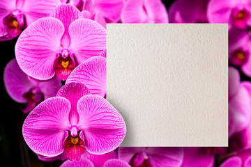 Beautiful Moth orchid with a deep color background, and square space for text and design.