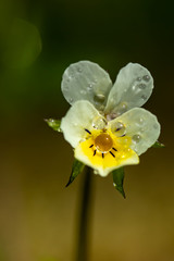 Beautiful white-yellow pansies flower with raindrops in spring garden