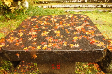もみじ　モミジ　椛　落ち葉　石　雨　　秋