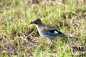 The Eurasian jay walking and eating in the grass close up portrait