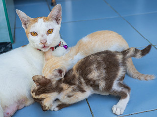 Thai cats are feeding their babies on the floor.