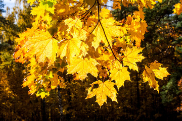 Golden fall. Norway Maple (Acer platanoides) in deciduous forest, Central Russia