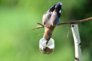 The Eurasian jay hanging and eating on  tallow ball with sunflower seeds
