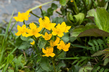 Blossoming marsh marigold at water in the spring