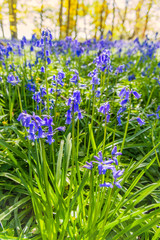 bluebells in forest outdoors wildflowers