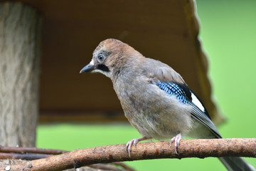
The Eurasian jay watching on the branch with the fodder rack

