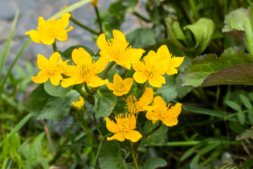 Blossoming marsh marigold at water in the spring