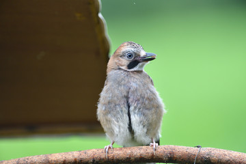 
The Eurasian jay watching on the branch with the fodder rack
