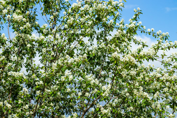A blooming shadberry white flowers at sky background