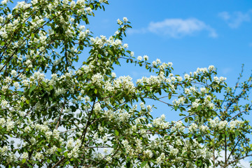 A blooming shadberry white flowers at sky background