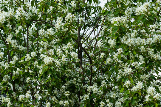 A blooming shadberry white flowers at sky background