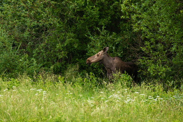 A large European mammal Elk, Alces alces in the middle of lush flooded meadow bushes during...