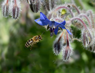 Borretsch, Borago, officinalis, Biene