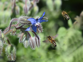 Borretsch, Borago, officinalis, Biene
