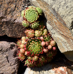 Hauswurz, Dachwurz, Sempervivum, tectorum
