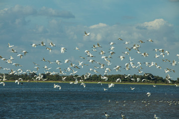 Birds in flight