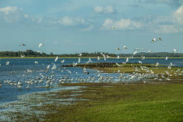 Open bills near a lake