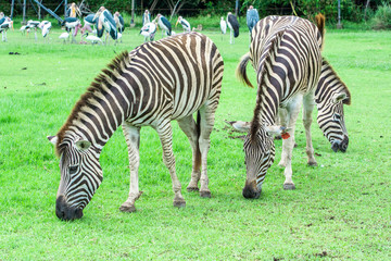 Fototapeta na wymiar The zebra in the meadow./ Zebra in the zoo.