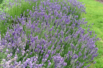 Obraz premium Lavendel, Lavendula, angustifolia, officinalis