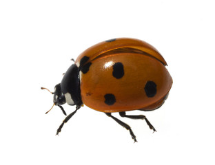 Marienkaefer; Coccinella semptempunctata