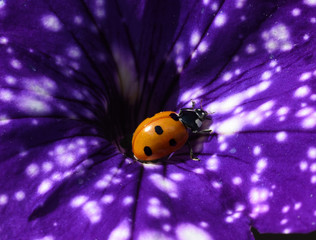 Marienkaefer; Coccinella semptempunctata