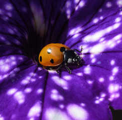 Marienkaefer; Coccinella semptempunctata