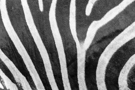 Zebra background and texture./ Photos side of zebra
