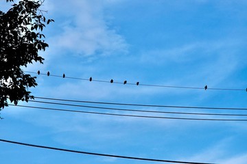 鳥版ソーシャルディスタンス