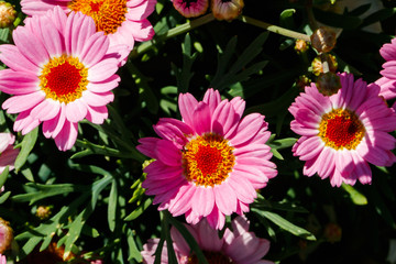Blooming Pink Marguerite daisy or Paris daisy or Argyranthemum frutescens in the garden