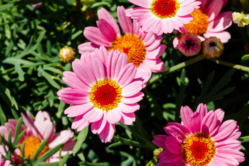 Blooming Pink Marguerite daisy or Paris daisy or Argyranthemum frutescens in the garden